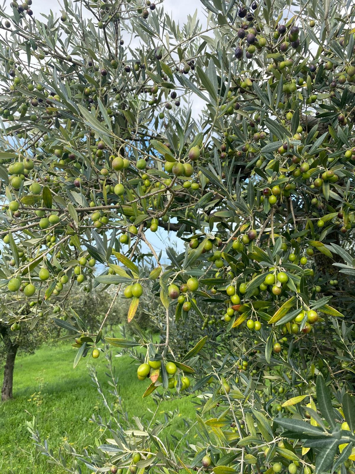 Evo%20Umbria%20Oil